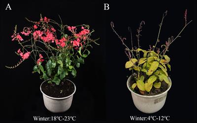 ISSR molecular markers and anatomical structures can assist in rapid and directional screening of cold-tolerant seedling mutants of medicinal and ornamental plant in Plumbago indica L.